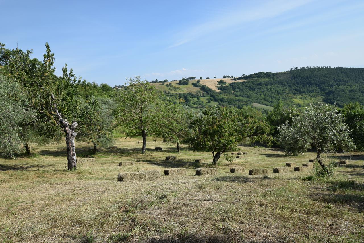 Agriturismo Terra Selvatica Valfabbrica ภายนอก รูปภาพ