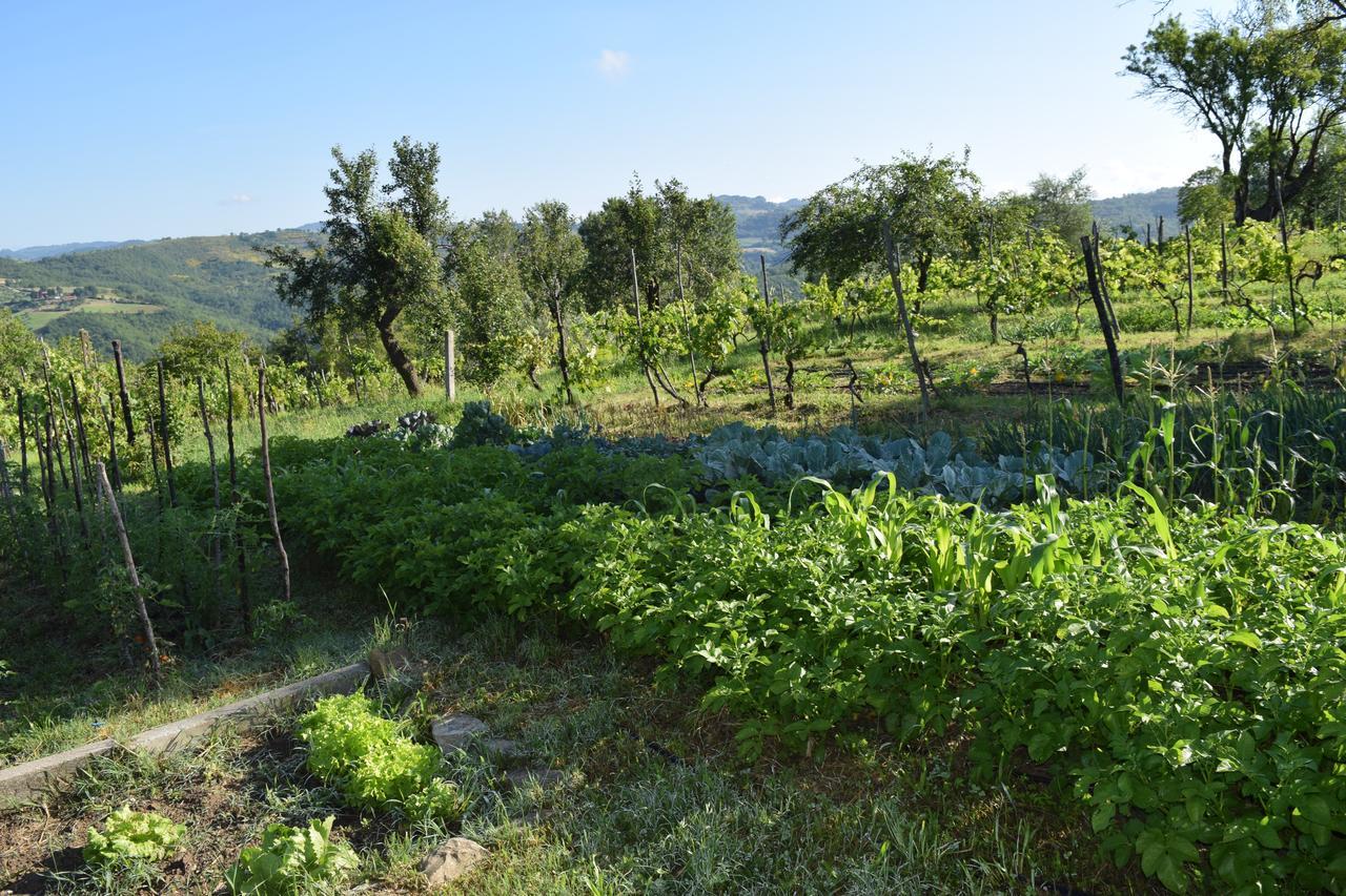 Agriturismo Terra Selvatica Valfabbrica ภายนอก รูปภาพ