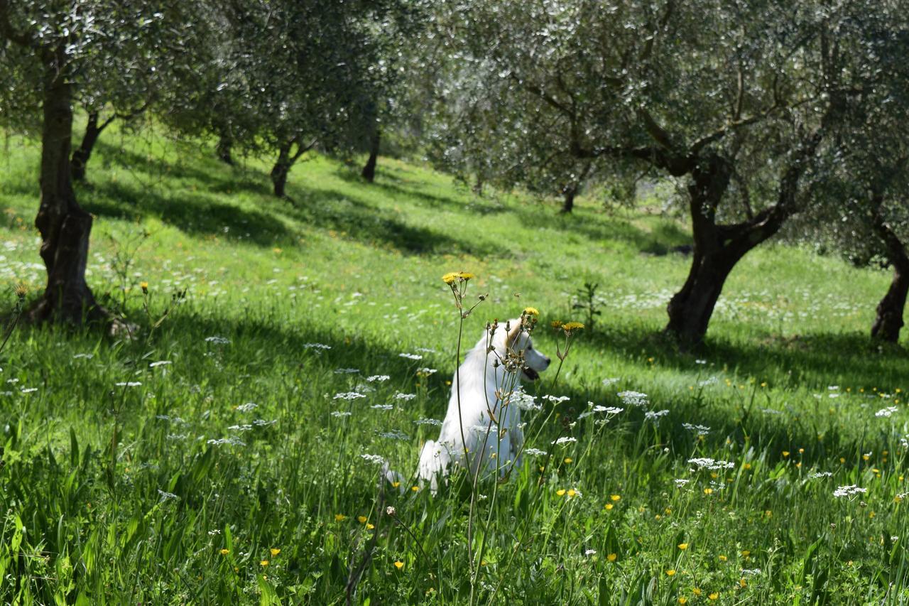 Agriturismo Terra Selvatica Valfabbrica ภายนอก รูปภาพ